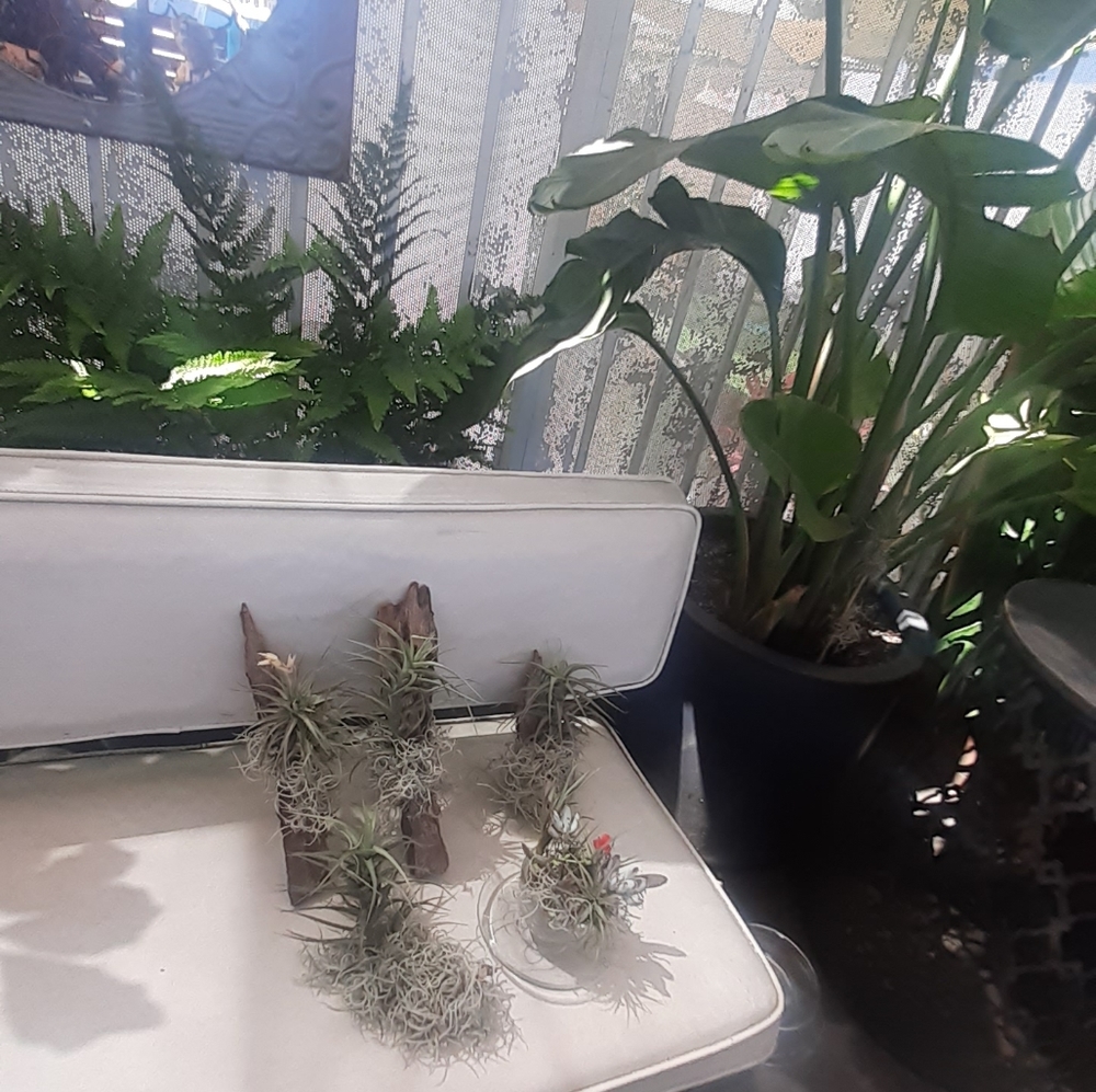 $26/ 2 AIR PLANT Thilandsia boho Home garden decor - Picture 5 of 11